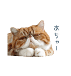 断るエキゾチックショートヘア【猫】（個別スタンプ：25）