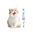 断るエキゾチックショートヘア【猫】（個別スタンプ：26）