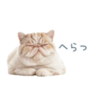 断るエキゾチックショートヘア【猫】（個別スタンプ：27）