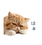 断るエキゾチックショートヘア【猫】（個別スタンプ：28）
