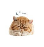 断るエキゾチックショートヘア【猫】（個別スタンプ：29）