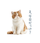 断るエキゾチックショートヘア【猫】（個別スタンプ：30）