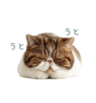 断るエキゾチックショートヘア【猫】（個別スタンプ：31）