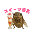 蝉【セミ】のスタンプ（個別スタンプ：1）
