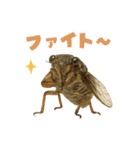 蝉【セミ】のスタンプ（個別スタンプ：3）