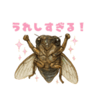 蝉【セミ】のスタンプ（個別スタンプ：5）