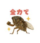 蝉【セミ】のスタンプ（個別スタンプ：6）