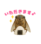 蝉【セミ】のスタンプ（個別スタンプ：7）
