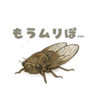 蝉【セミ】のスタンプ（個別スタンプ：10）
