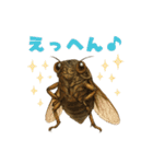 蝉【セミ】のスタンプ（個別スタンプ：11）