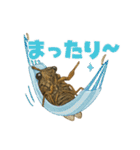 蝉【セミ】のスタンプ（個別スタンプ：13）