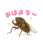 蝉【セミ】のスタンプ（個別スタンプ：14）