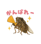 蝉【セミ】のスタンプ（個別スタンプ：15）