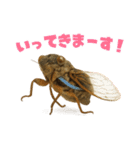 蝉【セミ】のスタンプ（個別スタンプ：16）