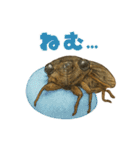 蝉【セミ】のスタンプ（個別スタンプ：22）