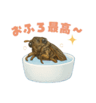 蝉【セミ】のスタンプ（個別スタンプ：24）