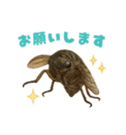 蝉【セミ】のスタンプ（個別スタンプ：31）