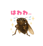 蝉【セミ】のスタンプ（個別スタンプ：35）
