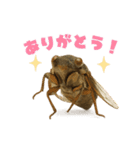 蝉【セミ】のスタンプ（個別スタンプ：36）