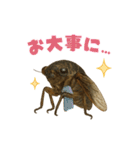 蝉【セミ】のスタンプ（個別スタンプ：38）