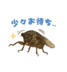 蝉【セミ】のスタンプ（個別スタンプ：39）