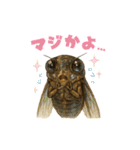 蝉【セミ】のスタンプ（個別スタンプ：40）