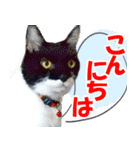 ミツ夫さんの日常会話 初夏・梅雨ver.（個別スタンプ：3）