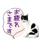 ミツ夫さんの日常会話 初夏・梅雨ver.（個別スタンプ：6）