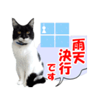 ミツ夫さんの日常会話 初夏・梅雨ver.（個別スタンプ：14）