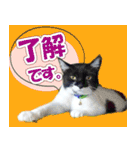 ミツ夫さんの日常会話 初夏・梅雨ver.（個別スタンプ：16）