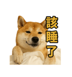柴犬シリーズ〜第6弾〜（個別スタンプ：1）