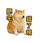 柴犬シリーズ〜第6弾〜（個別スタンプ：2）
