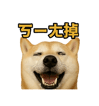 柴犬シリーズ〜第6弾〜（個別スタンプ：3）