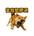 柴犬シリーズ〜第6弾〜（個別スタンプ：4）