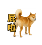 柴犬シリーズ〜第6弾〜（個別スタンプ：5）