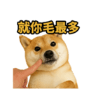 柴犬シリーズ〜第6弾〜（個別スタンプ：6）