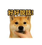 柴犬シリーズ〜第6弾〜（個別スタンプ：7）