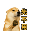 柴犬シリーズ〜第6弾〜（個別スタンプ：8）