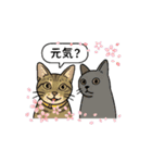 猫兄妹ぎんとひめニャンの動くスタンプ（個別スタンプ：11）