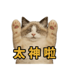 女神系もふもふ猫スタンプ〜第5弾〜（個別スタンプ：2）