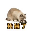 女神系もふもふ猫スタンプ〜第5弾〜（個別スタンプ：4）
