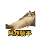 女神系もふもふ猫スタンプ〜第5弾〜（個別スタンプ：5）