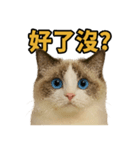 女神系もふもふ猫スタンプ〜第5弾〜（個別スタンプ：7）
