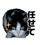 もちもちネコチャンバーティー（個別スタンプ：2）
