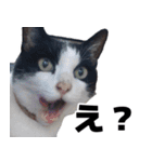 もちもちネコチャンバーティー（個別スタンプ：3）