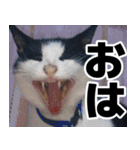 もちもちネコチャンバーティー（個別スタンプ：6）