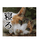 もちもちネコチャンバーティー（個別スタンプ：7）
