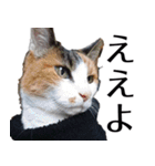 もちもちネコチャンバーティー（個別スタンプ：8）