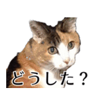 もちもちネコチャンバーティー（個別スタンプ：10）
