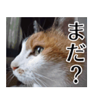 もちもちネコチャンバーティー（個別スタンプ：11）